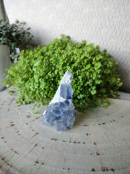 Drusa de Fluorite na Matriz de Espanha