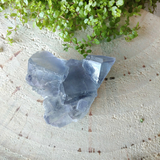 Violet Fluorite Drusen - Collection