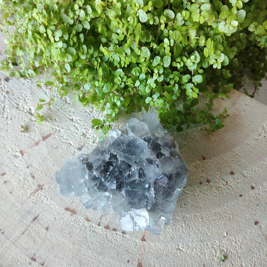 Drusa de Fluorite de Espanha